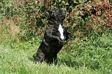 BOULEDOGUE FRANCAIS 279